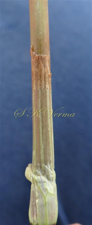 Ochrea